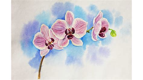 drawings of orchids flowers